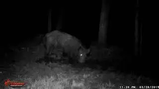Educational moment watching Wild Hogs movements #HogManagement #HogHuntingTips