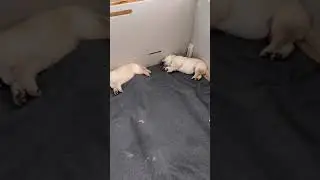 April 30- Why do puppies twitch in their sleep?