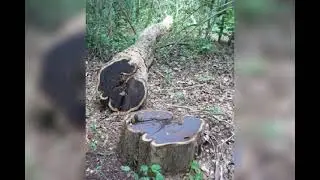 Expensive wood in the world 🌎 . African black wood tree.7 Lakhs per kg#shorts