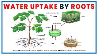 Water up take by roots | New Oxford Secondary Science 7 | Science Grade 7 | snc 2022-23 | Science 7