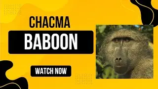 Chacma Baboons: Africa&rsquo;s Bold, Brainy Trouble-Makers! 🐒 | Amazing Planet