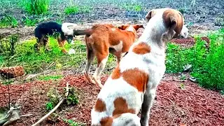 kutta murgi Kha Raha Hai|dog eating chicken
