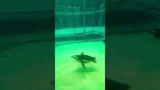 #marineland  #penguin  #familyfunday #exploringcanada  #thebanayofamily