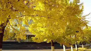 Hixih Group in Autum..