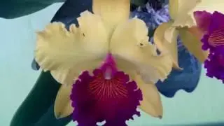 (55) RLC Alma Kee 'Tipmalee'