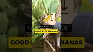How to Grow Good-Sized Bananas: Garden Tips for a Fruitful Harvest!