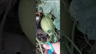 comment name of this veg 🍈🍈🫛🥦🥬 #vegcutting #harvesting #peeling #rurallife @gardening_lover7469