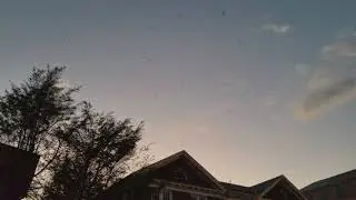 Bird Tornado in 4K