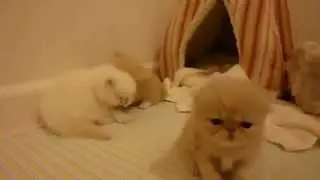 Primrose's 4 Week Old Cream Persian and Himalayan Boys