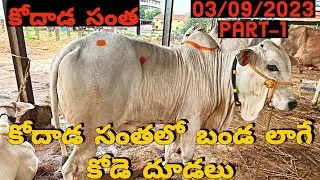 Best quality Ongole bulls || Racing bulls || కోడె దూడలు || బండ లాగుడు దూడలు || 03/09/2023 Part-1