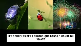 Les couleurs de la photonique dans le monde du vivant (par Sébastien Mouchet)