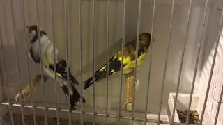 معرض العصافير في بلجيكا وسعرها Bourse d'oiseaux Hannut 2018 NEW