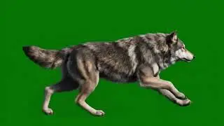 Wolf Green Screen Effect | Free VFX for Video Editing | Green Screen Wolf | No Copyright