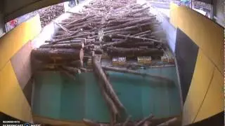 Triturador BMH Biosaurus + Alimentador Step Feeder trabajando con troncos