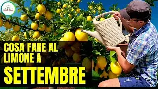 Limone a Settembre - Tutto Quello che Devi Fare PER FARLA CRESCERE SANA E FORTE