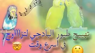 تهييج طيور البادجي لتزاااوج 