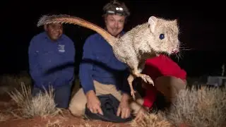 Woylies make a historic return to the Northern Territory