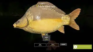 Russian Fishing 4  |  Video #3  |  Frame-Sided Carp  |  The Amber Lake