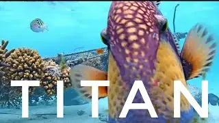 Titan Triggerfish Attacks the Camera | Coral Gardeners live stream