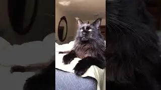 Gorgeous Black Cat (Maine Coon) in Early Morning Sunlight ☀️🖤
