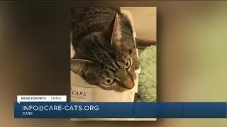 Paws for Pets: Emmie, a playful, curious girl with a unique personality