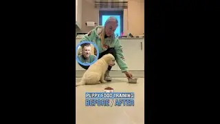 Обучение щенков правильному питанию до и после #психологиясобаки #дрессировщиксобак #собаки