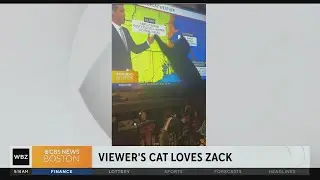 WBZ-TV viewer's cat follows meteorologist Zack Green all over the screen
