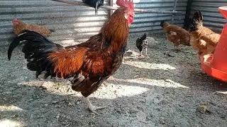 पीवर गावरान कोंबड्या 🐓| कुक्कुट पालन 🐔| MyFarm Vlogs 