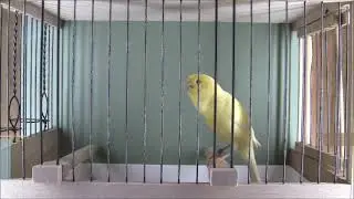 Kanarienvogel Timbrado Espanol.