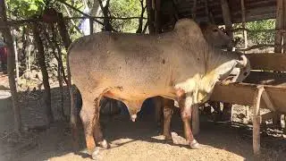 24 de Enero 2026 est&aacute;n disponibles el toro y la novilla listo 