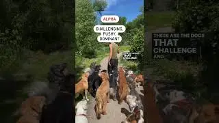 Вожак стаи и иерархия стаи! Понимание психологии собак и навыков общения #собака #дрессировкасобак