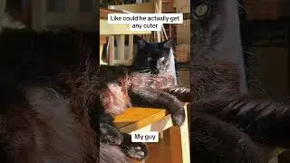 Adorable Cat Lounging in the Sun: A Moment of Pure Cuteness#cat #blackcat #cutecat