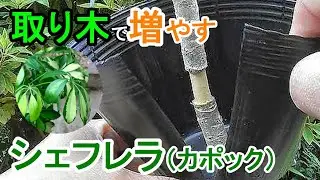シェフレラ（カポック）の取り木　環状剥皮法