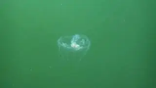 Freshwater Jellyfish (Craspedacusta sowerbii) Quemahoning Reservoir PA