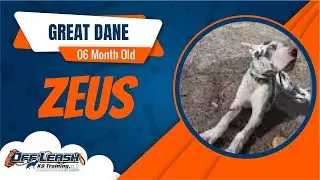 5 Month Old GreatDane|Best GreatDane Training | Off Leash K9 |Board & Train |Missouri