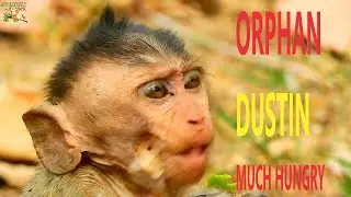 SADNESS ORPHAN DUSTIN LIVING LONELY NO MOM DIAMOND CARE FOUND FOOD BY HIMSELF SEEM MUCH HUNGRY |