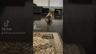 Top Weight Loss Exercise 😂 #familyru #shorts #pets #cute #youtube #dog #short #funny