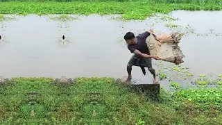 Best Cast Net Fishing In Pond - Amazing Net Fishing Skill - Traditional Net Fishing Video