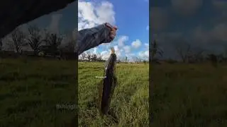 BiG SNAKEHEAD 🎣😱 #snakehead #fishing #baitcasting #casting #fishingline #fishingvideo