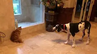 Funny Great Dane Puppy Barks At Patient Cat After Chewing Up the Toilet Paper