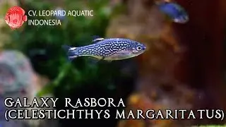 Galaxy Rasbora. The little fireworks on your tank! (Leopard Aquatic T022B)
