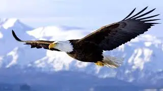 Aguila Aguile - Versão Ramanat Aguia Dourada- Sagrada Tradição