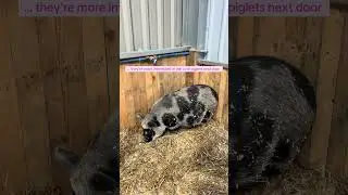 She deserves all the belly rubs🥹😭 #pigs #piglets #pig #farmlife #farm #pregnancy