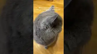 Страшно&hellip; #веселыекоты #britishcat #cute #красиваякошка