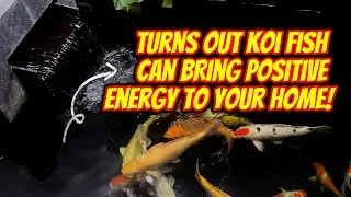 Turns Out Koi Fish Can Bring Positive Energy to Your Home!