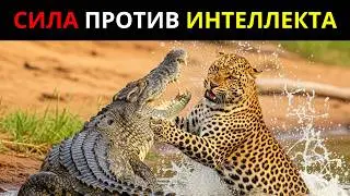 Леопард Vs Крокодил: Кровавое Столкновение