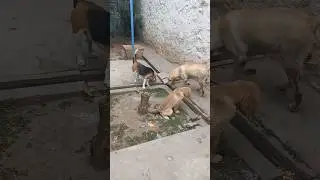 How we do potty training for Dogs