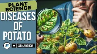 DISEASES OF POTATO TYPES