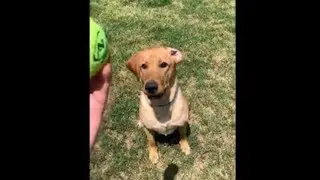 The most epic fetch fail caught on camera!