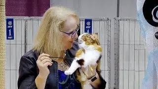 CFA International Cat Show 2018 - Norwegian Forest kitten class judging